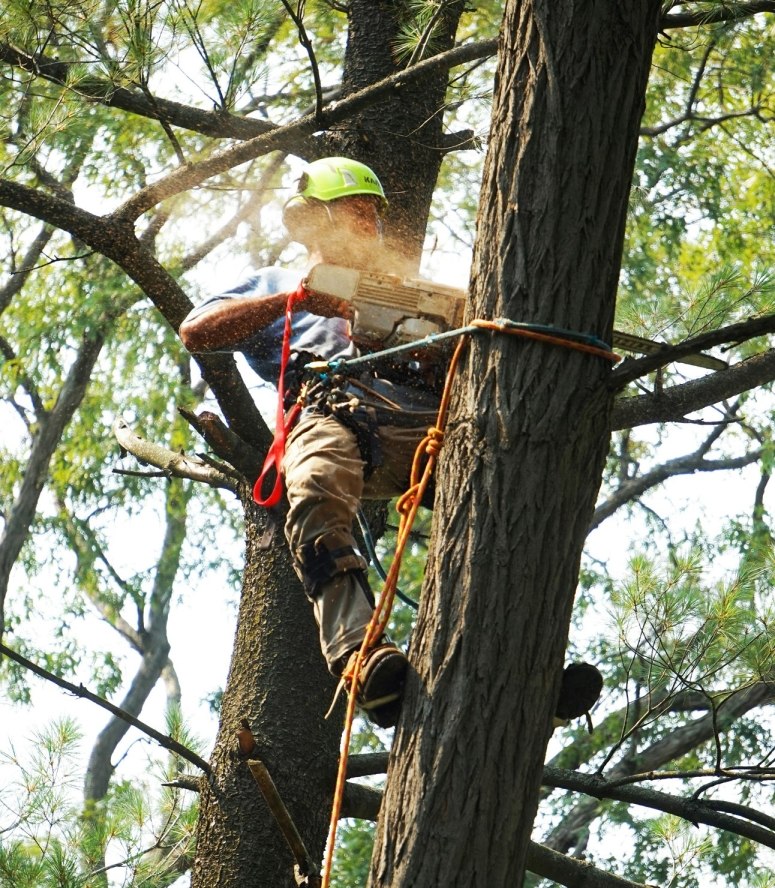 tranconnage-arbre-elite-elagage