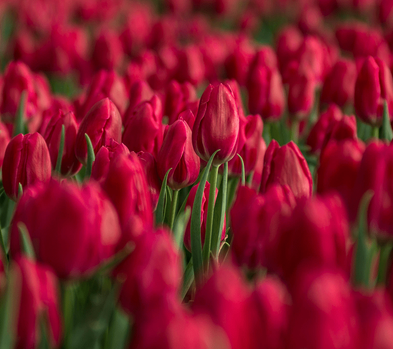 bouquet-rose-bigot-fleurs