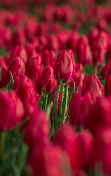 bouquet-rose-bigot-fleurs